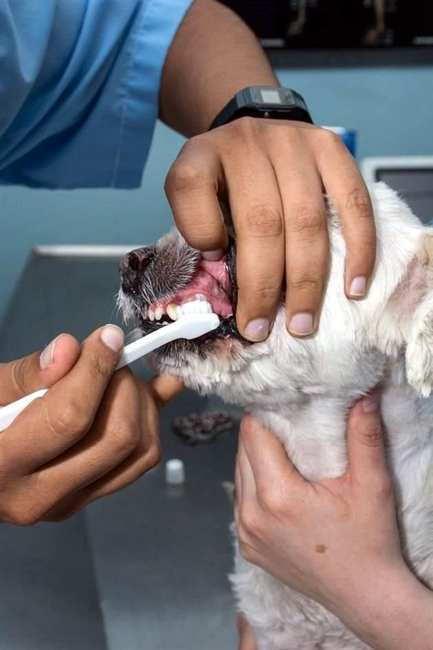 Realizar el cepillado dental cuatro veces a la semana, mínimo, ayuda a prevenir éstos y otors problemas más graves.