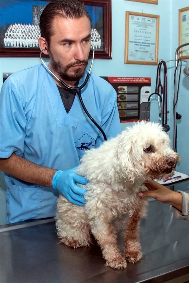 Bombón regresa al veterinario por un problema de mal aliento y piezas dentales flojas.