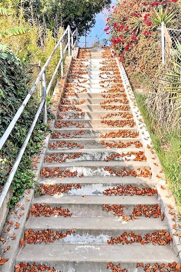 Miles de mariposas monarcas se posarán a partir de mañana en las emblemáticas escaleras de Silver Lake, en Los Ángeles.