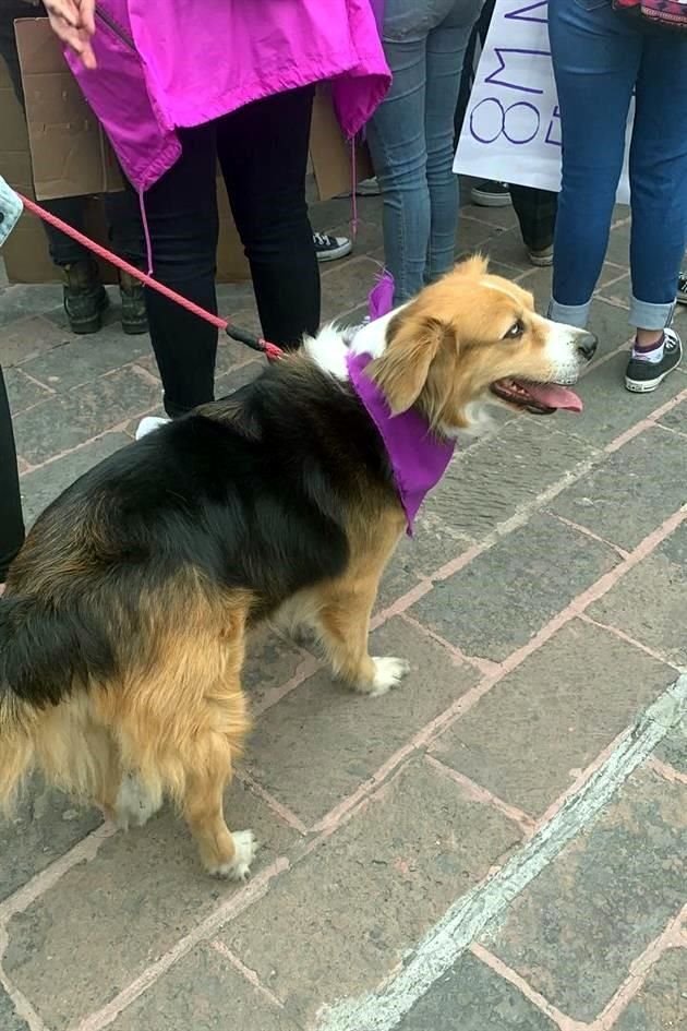 Mascotas con pañoletas verdes y moradas forman parte de la Marcha 8M.