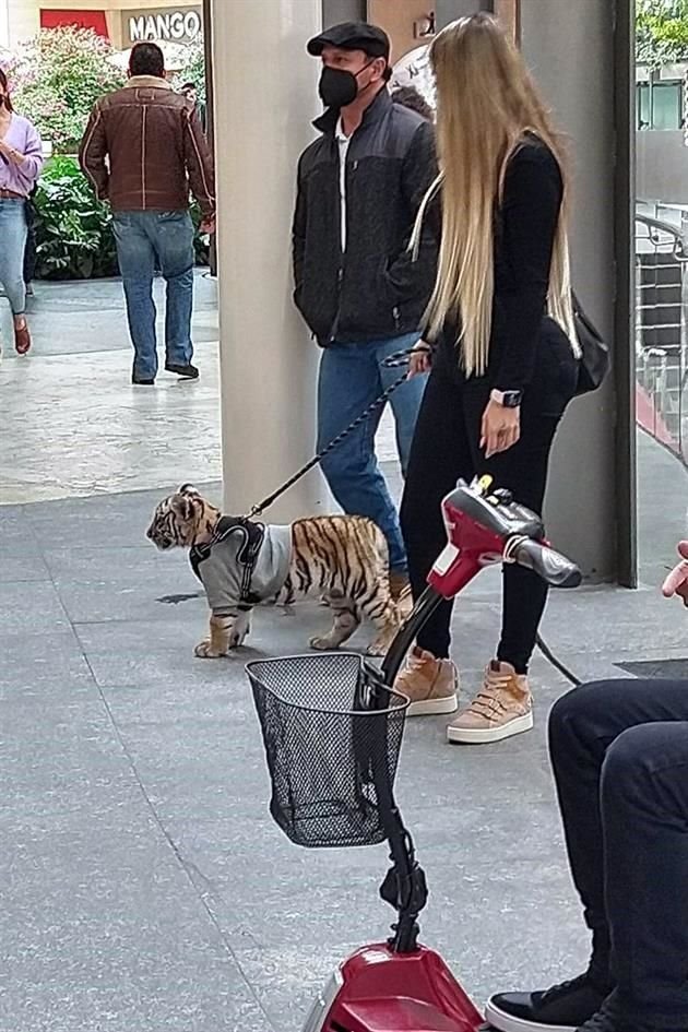 En fotografías, se observa a la mujer paseando con el animal, mientras lo lleva de una correa con un suéter gris.
