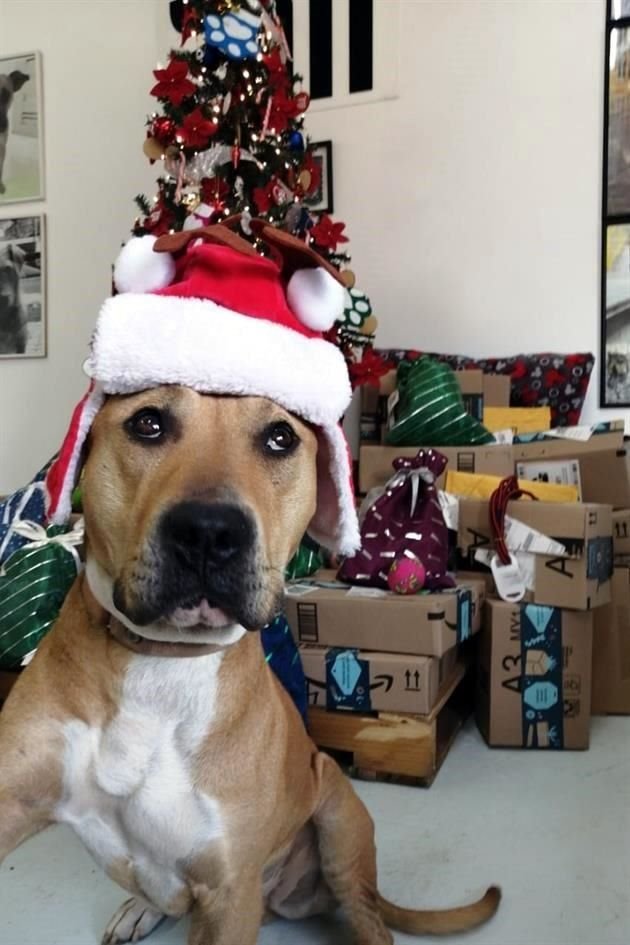 El Metro, a nombre de los canes, mandó un mensaje especial a los Reyes Magos para que pospongan las compras físicas de juguetes y otros enseres, en nombre de la salud de su familia.