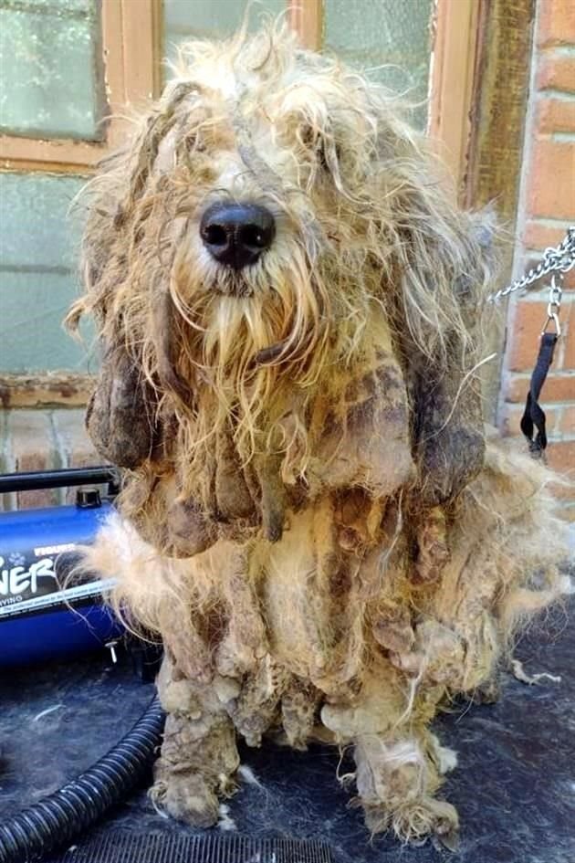 De acuerdo con lo difundido por la agrupación, algunos de los perros llegaron con pelaje largo, que fue necesario retirar. 