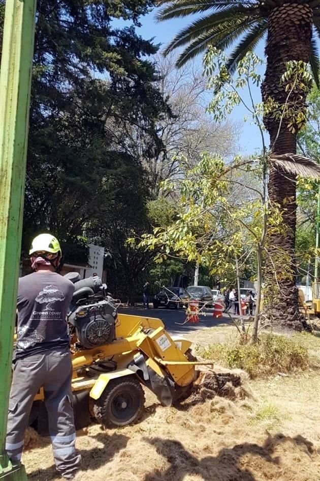 Cuadrillas de trabajadores de una empresa contratada por la Sedema, realizan los derribos de palmeras muertas en calles de las Lomas de Chapultepec.