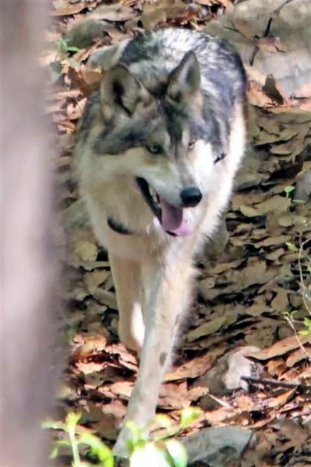 Animales que permanecían en cautiverio, son llevados a La Mesa, donde inician un proceso de adaptación a la vida silvestre.