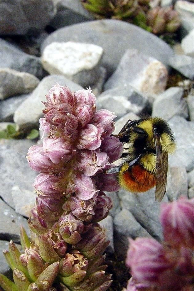 La investigadora pugna por programas de protección y cuidado de estos insectos, como este abejorro que habita en el Cerro del Potosí en el Municipio de Galeana, en Nuevo León.