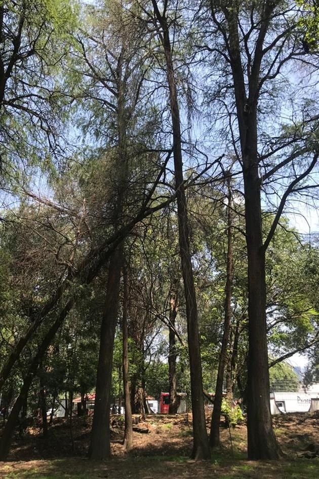 Una organización alertó por la condición de ahuehuetes en Viveros de Coyoacán.