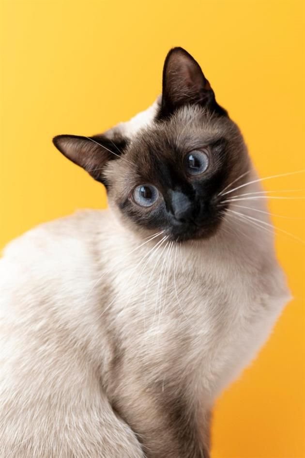 La leucemia felina es una enfermedad común y grave que puede transmitirse cuando los gatos se lamen unos a otros.