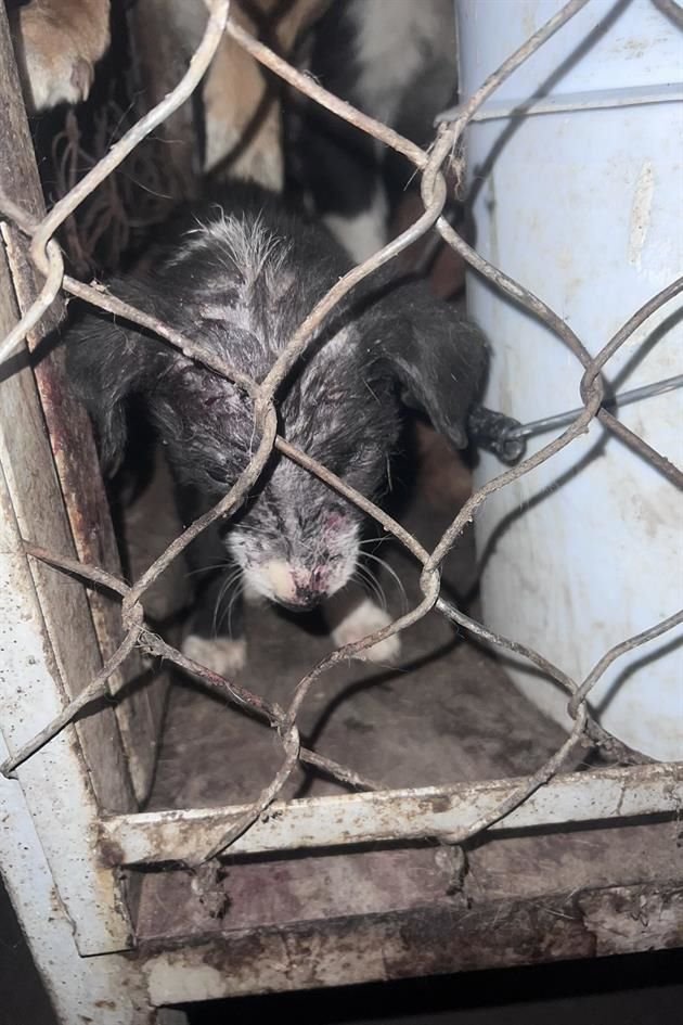 En la perrera había varios canes con vida en jaulas, pero en situación de abandono y desnutrición.