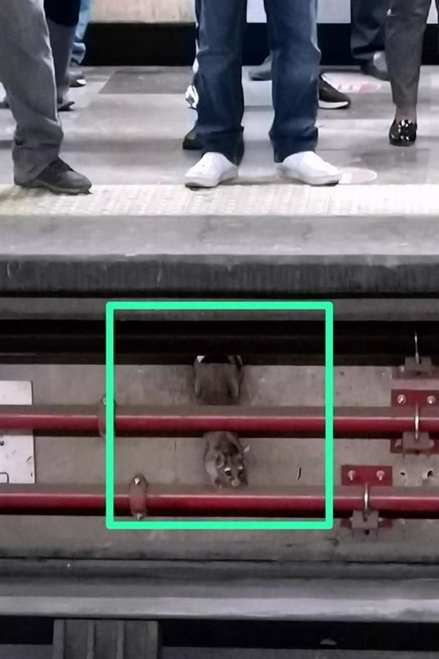 En caso de ver al cacomixtle, se debe dar aviso al personal de seguridad de la estación, indicó en Metro.