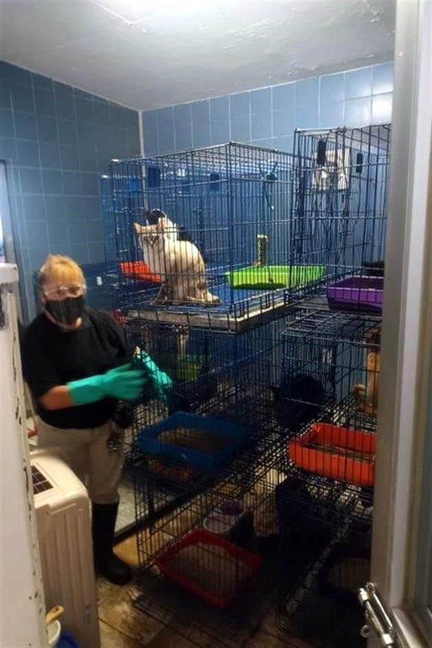 Los trabajos de los infractores son pasear a cada perro, lavar sus dormitorios y áreas comunes y pintar las instalaciones, o incluso jugar con ellos.