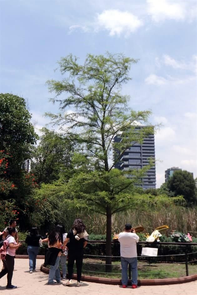 El ahuehuete sembrado en el Zoológico de Chapultepec luce en todo su esplendor.