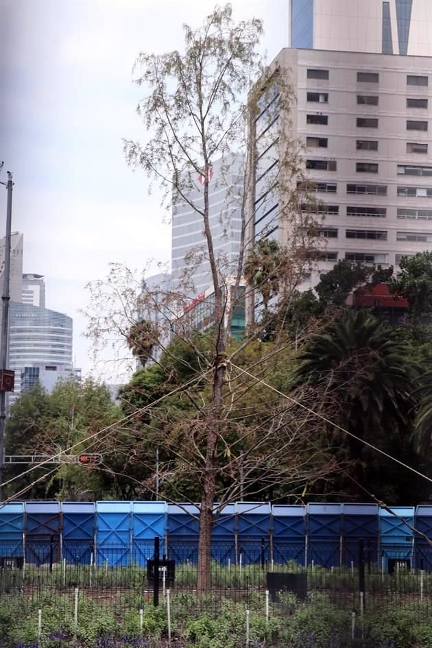 El ahuehuete sembrado en Paseo de la Reforma luce seco, al igual que el anterior.