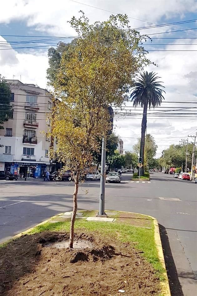 La Sedema cambió las palmeras de 20 metros por magnolias, olmos, ébanos, astronómicas y duraznillos.