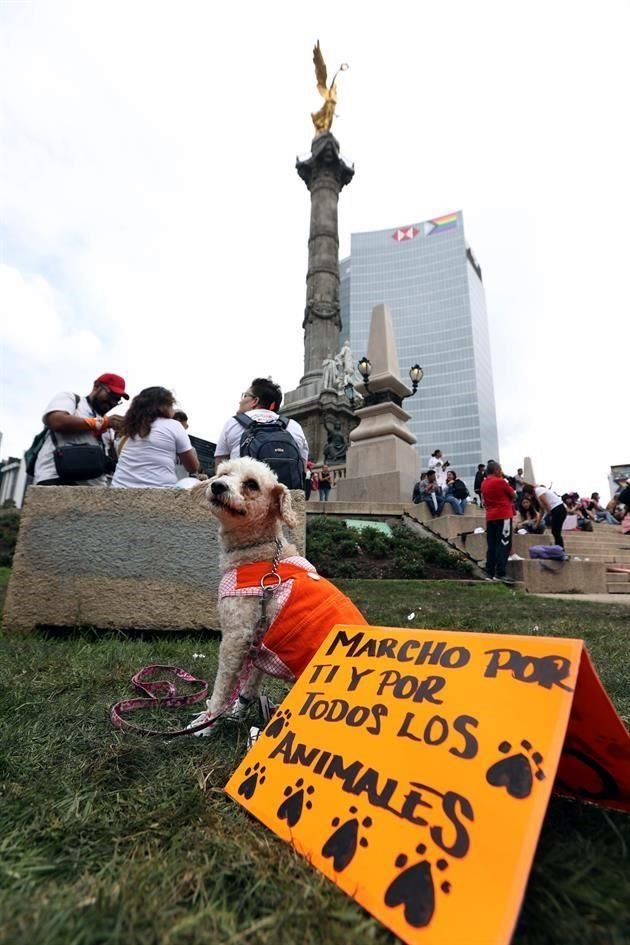 La Marcha Nacional contra el Maltrato Animal pudo concentrarse en las escalinatas del Ángel de la Independencia.