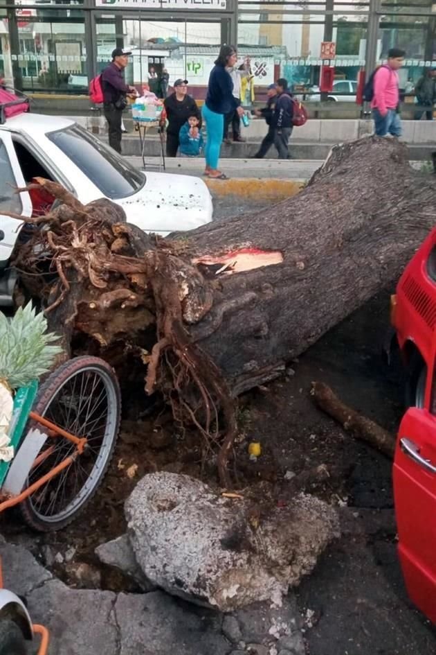 Dos personas fueron hospitalizadas tras el desplome del árbol.