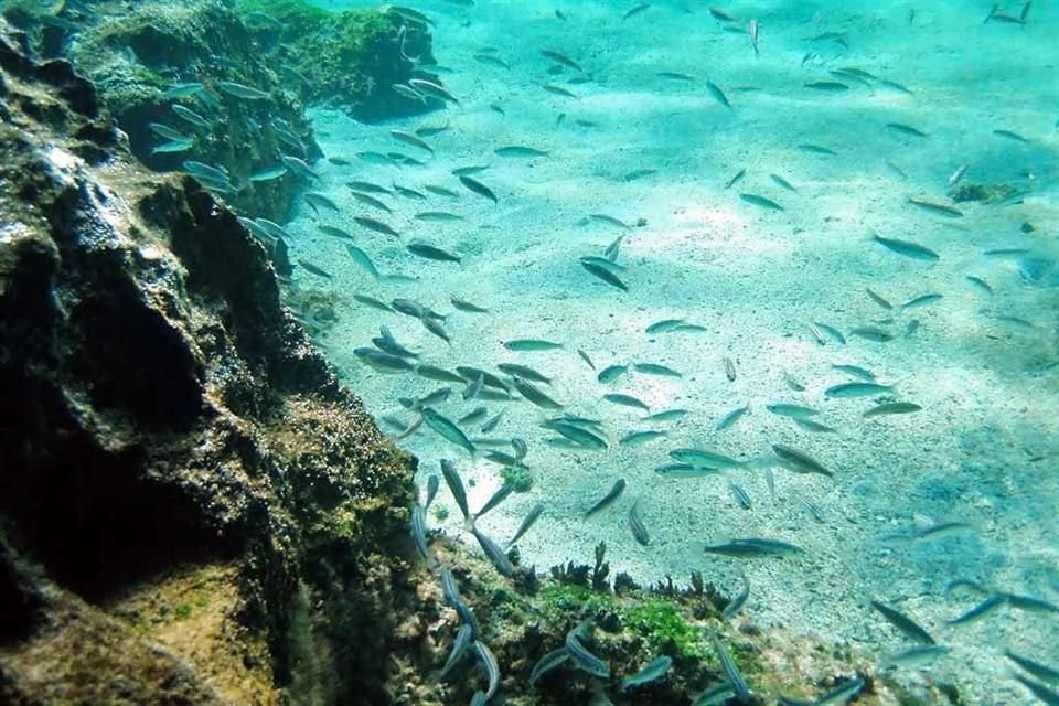 Las comunidades de peces que sobrevivieron al periodo de sequía han comenzado a proliferar nuevamente ante la nueva disposición de agua y alimentos.