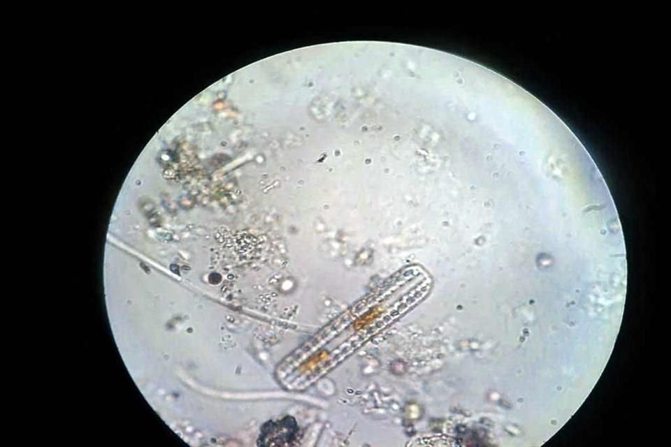 Los microorganismos que habitan Cuatro Ciénegas forman parte de un sistema de colaboración altamente eficiente que no permite la presencia de extraños y mantienen en equilibrio las pozas.