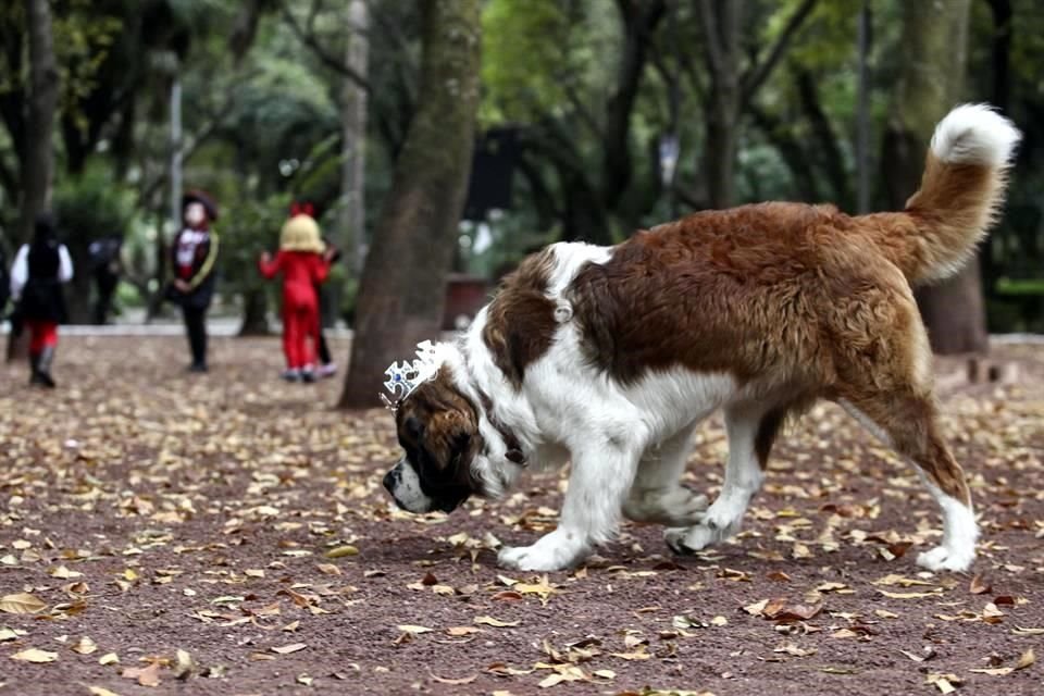 En un oficio dirigido a las alcaldías, la PAOT les solicitó detallar cuál es el presupuesto que tienen previsto para la esterilización obligatoria masiva y gratuita de animales.