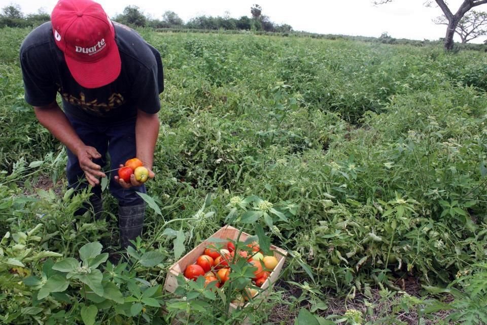 Imposición de aranceles tendrá impacto de 475 mmdd en exportaciones mexicanas en sector agroalimentario, dijo Consejo Nacional Agropecuario.