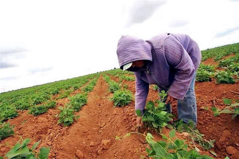 Productores mexicanos de tomate dijeron que seguirán con la estrategia de defensa ante las autoridades estadounidenses.