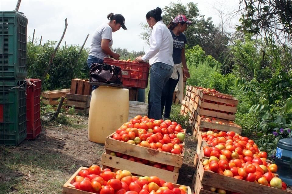 De la producción total del País, un 60 por ciento es de exportación y un 40 por ciento es consumo nacional.