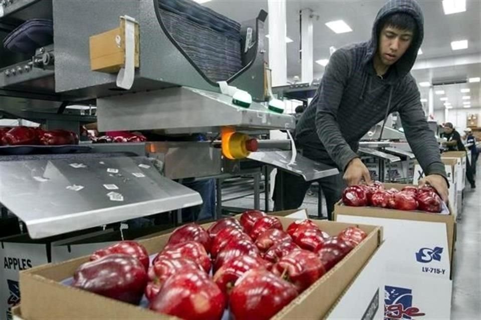 Un 99 por ciento de la manzana que México importa proviene de EU. 