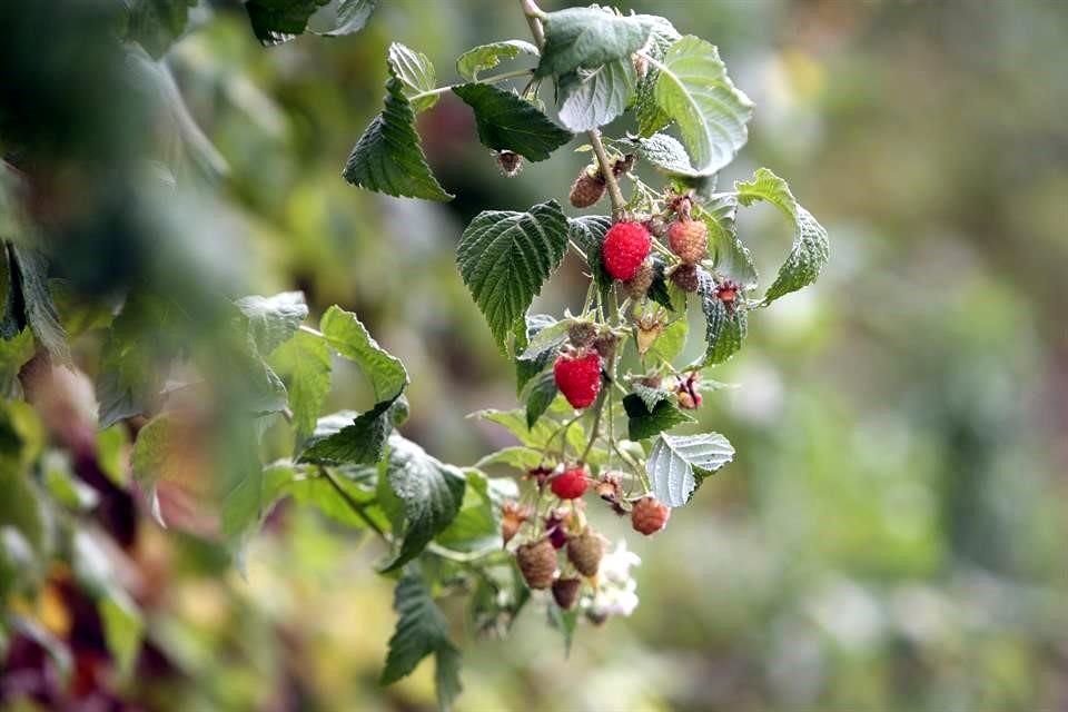 Con la delimitación se busca que los cultivos de berries crezcan de forma más ordenada.