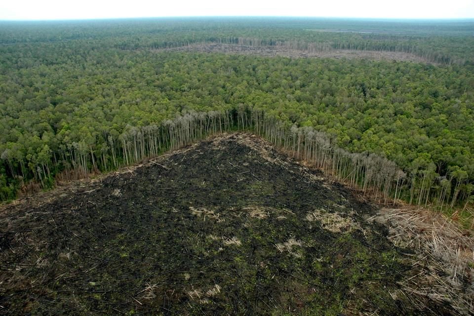 La longitud total de las lindes de las selvas tropicales suman casi 50 millones de kilómetros, el equivalente a un tercio de la distancia entre la Tierra y el Sol.