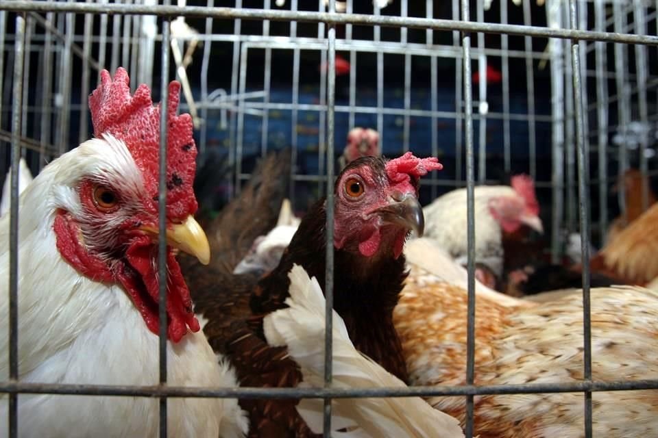 La gripe aviar AH5N1 ha afectado a 1.4 millones de aves en México, ha causado brotes en 7 estados y se ha confirmado en 8 granjas comerciales.