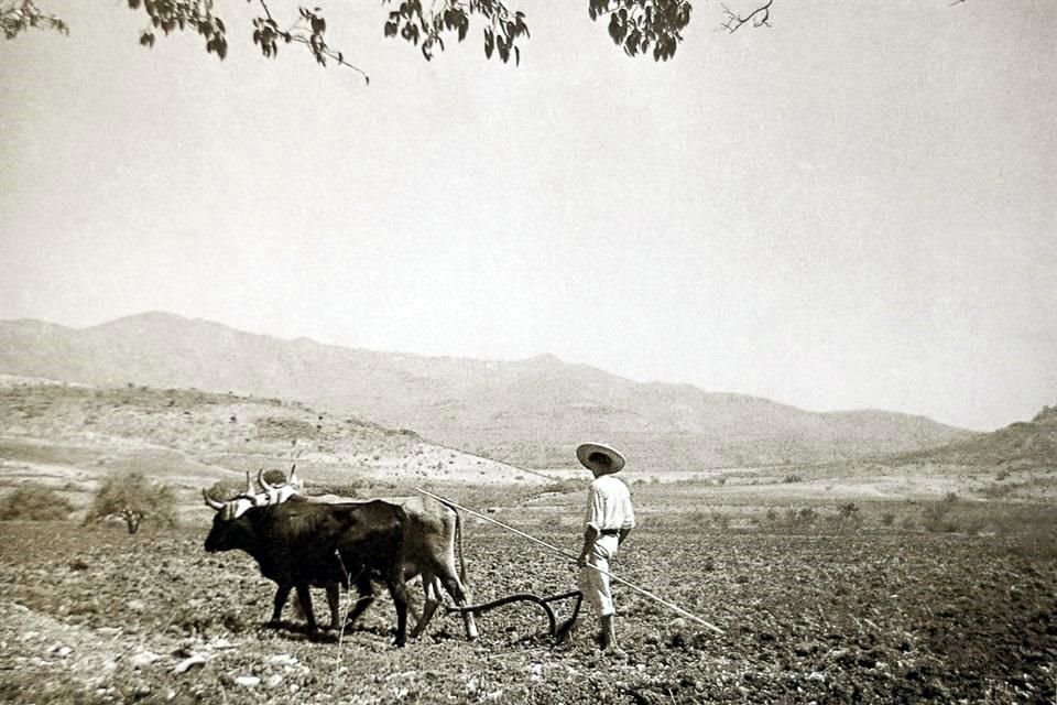Paisaje campesino arando con Yunta, 1948.
