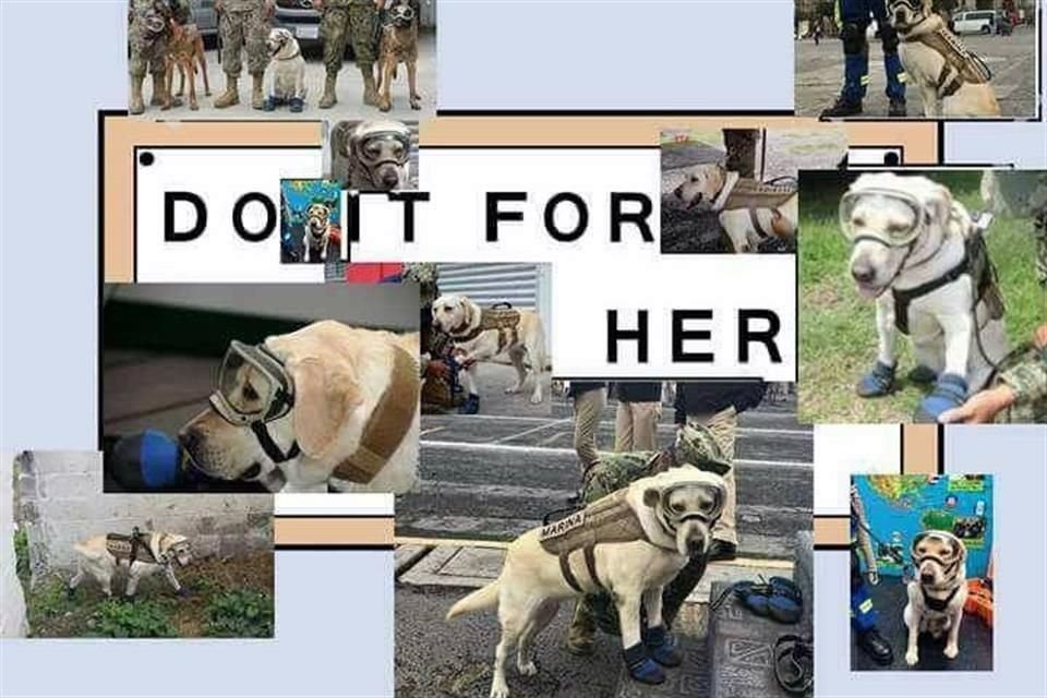 Frida, una perra de rescate de la Marina, se ha convertido en una celebridad de las redes sociales.