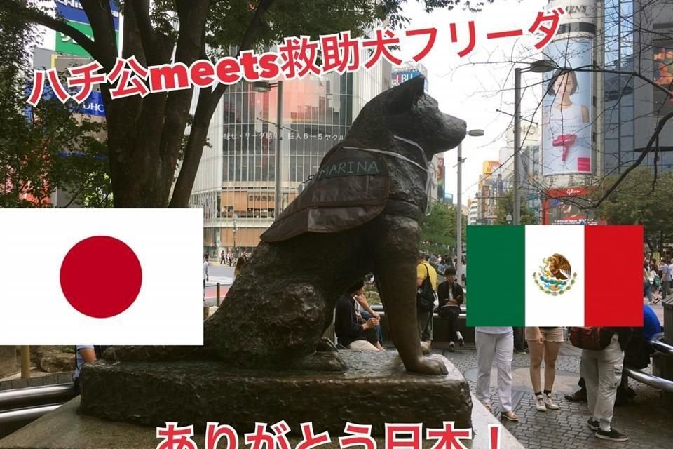 La estatua del icónico perro Hachiko, en Tokio, fue decorada con un chaleco que dice 'Marina', en honor a la labrador rescatista, Frida.