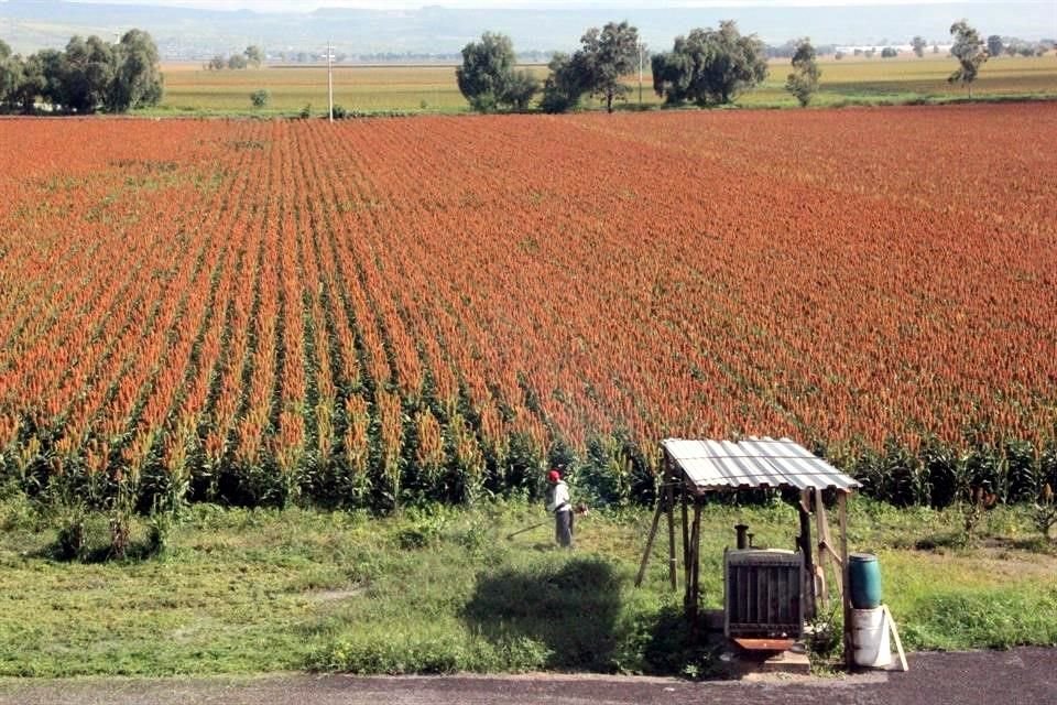 Este fin de semana hubo problema en las exportaciones de frutas que van para Europa por falta de personal en Senasica.