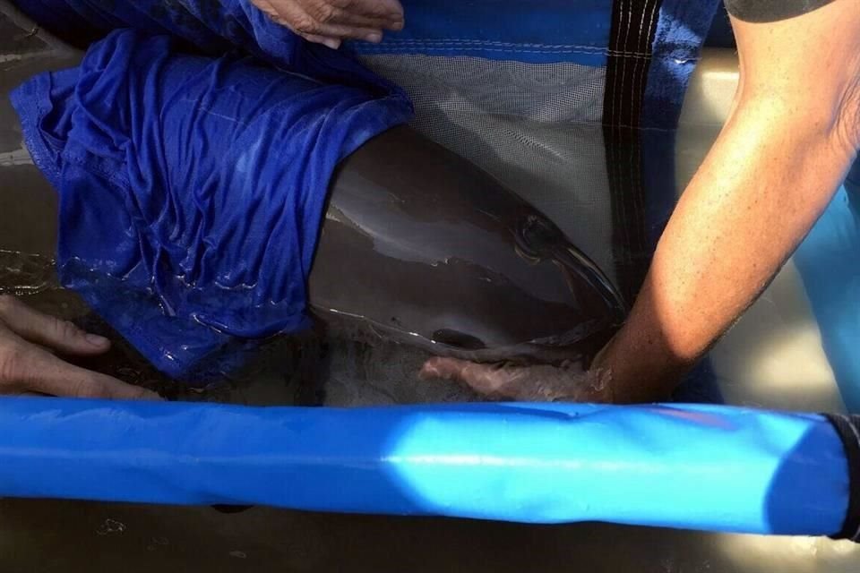 La semana pasada, los científicos localizaron una cría de seis meses de edad, a la cual tomaron varias muestras de tejido para la secuenciación genética para futuros escenarios de clonación.