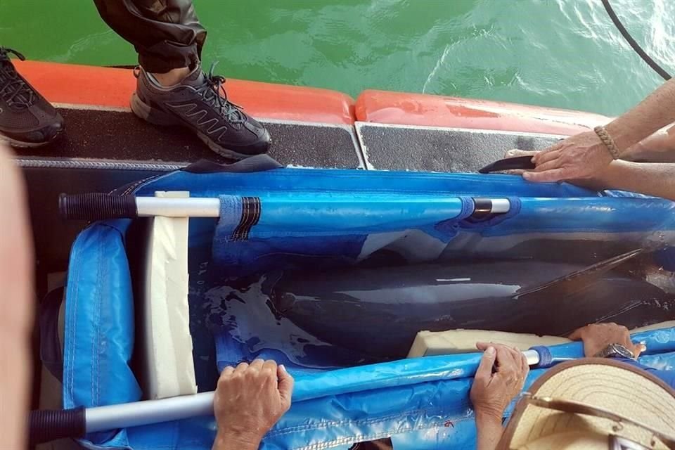Apenas ayer el titular de la Semarnat anunciaba el rescate de la vaquita marina que hoy murió.