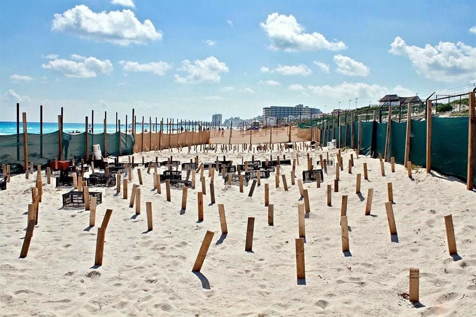 Las obras de construcción del hotel iniciaron a principios de noviembre con la delimitación de la zona. Dentro de la cerca quedaron decenas de nidos de tortugas en etapa de desarrollo.