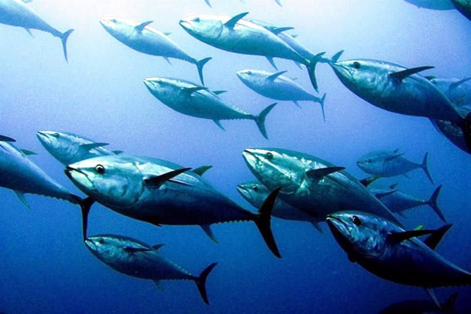 Para la pesca deportivo-recreativa, las capturas tendrán un límite máximo de dos ejemplares diarios por pescador.