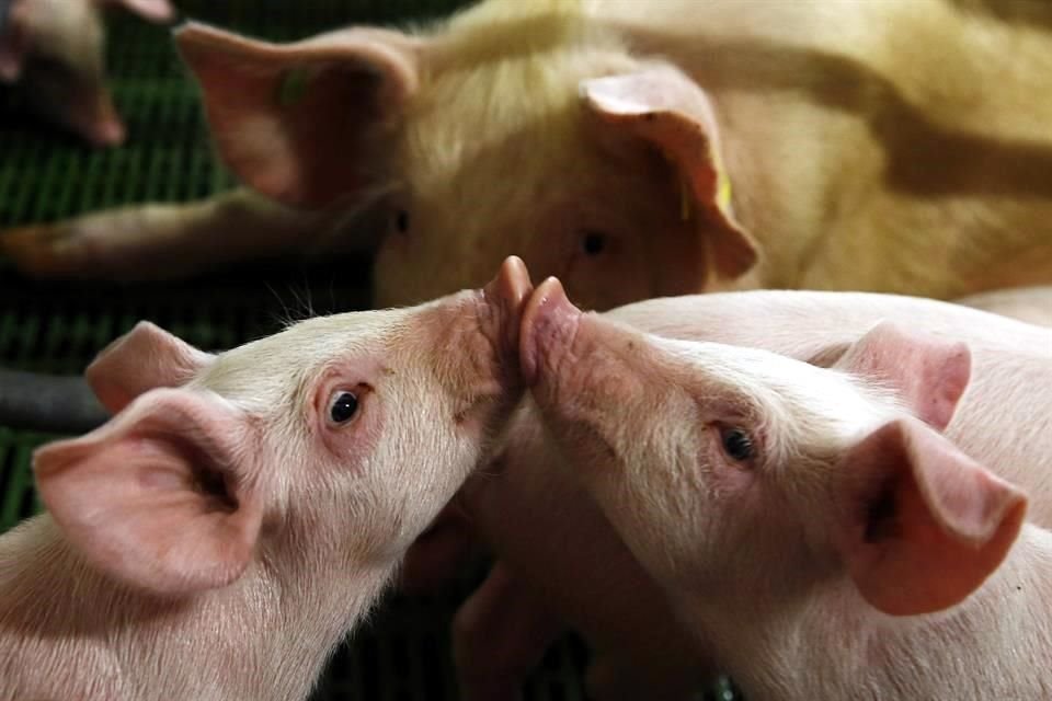 Para la campaña 'I Love US Pork' se destinó una inversión de 30 mil dólares y se estará implementando en México hasta diciembre de este año.