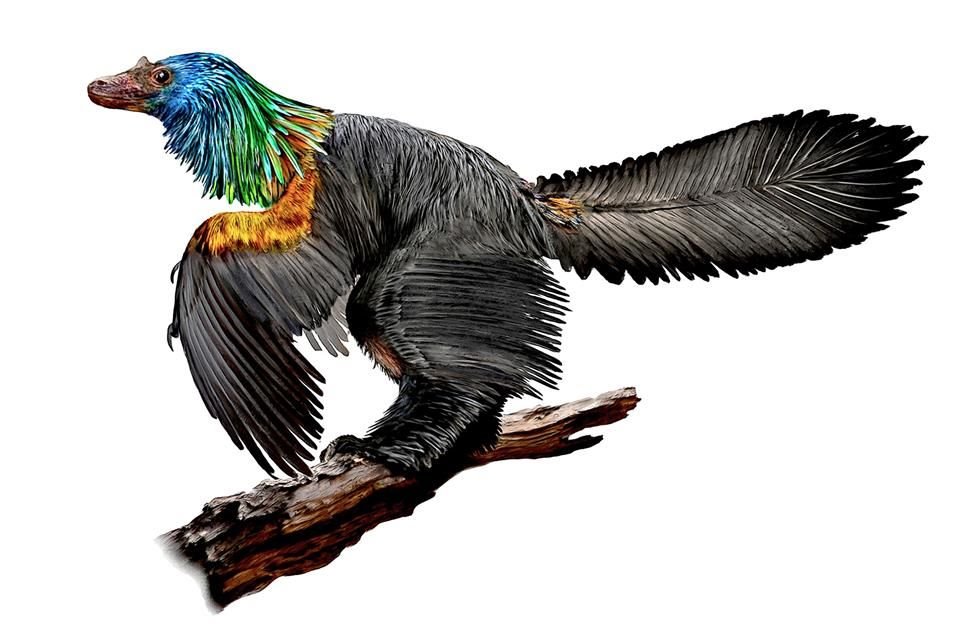 El 'Caihong' tenía el tamaño de un cuervo y vivió hace 161 millones de años en el noreste de China.