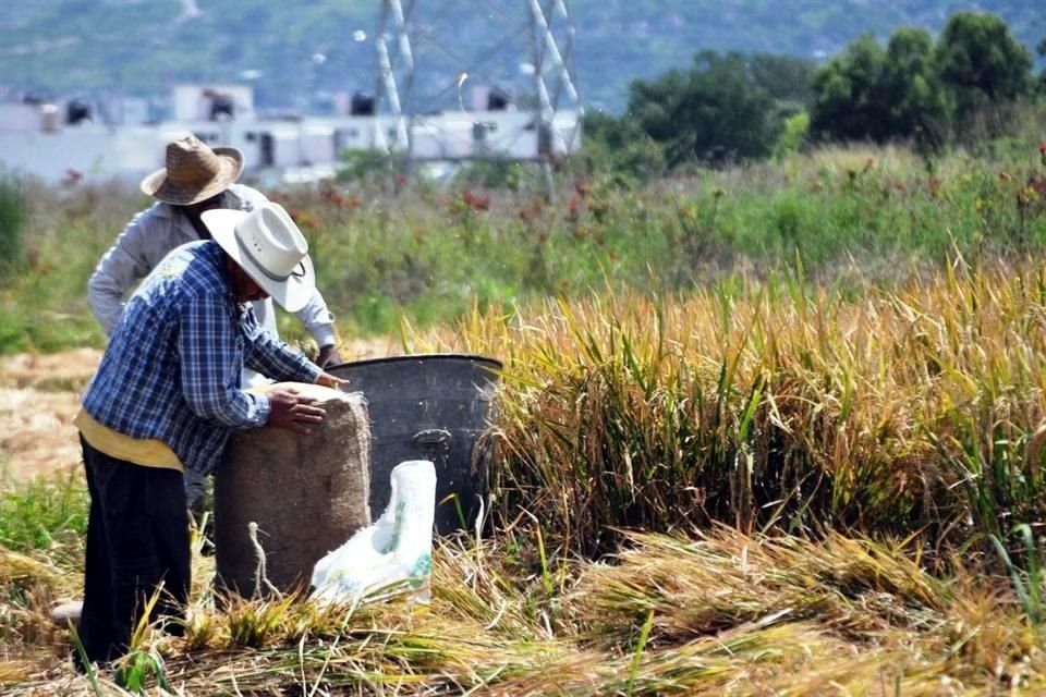 PRODUCTORES DE ARROZ SE MANIFESTARON POR EL ELEVADO PRECIO EN EL MERCADO, ADEMÁS DE EXISTE POCO CAMPO DE CULTIVO, DEBIDO A QUE POCO A POCO EL CAMPO DESAPARECE Y LLEGA MAS LA MANCHA URBANA.