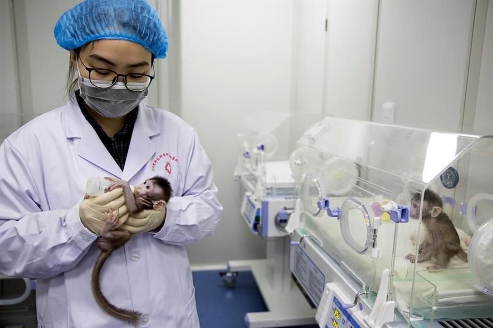 Los macacos fueron producidos en la instalación de investigación de primates no humanos de la Academia de Ciencias de China a finales de 2017.