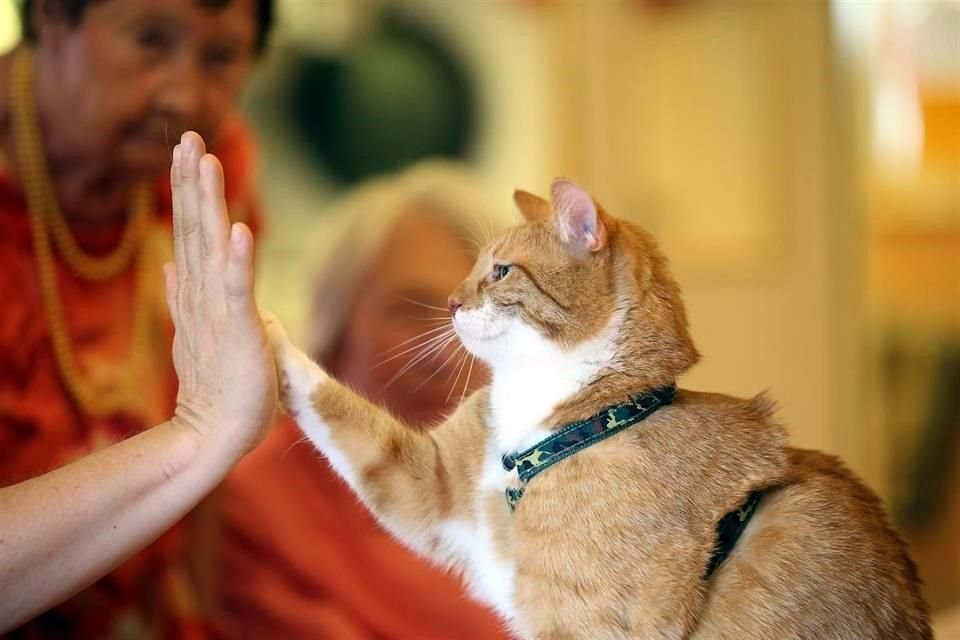 Las mascotas ayudaron a sus propietarios a manejar mejor sus sentimientos y proporcionaron una poderosa distracción del estrés que significa tener problemas mentales.