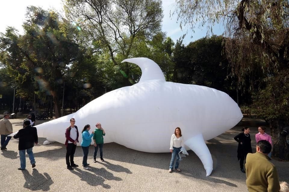 El cráneo de vaquita marina fue depositado en el Museo de Antropología e Historia dentro de una escultura.