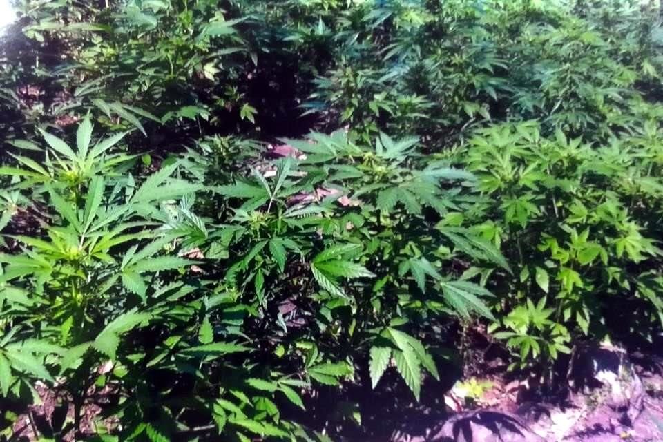 El argumento del proyecto es que la prohibición absoluta de la mariguana es excesiva y viola el derecho humano al libre desarrollo de la personalidad.
