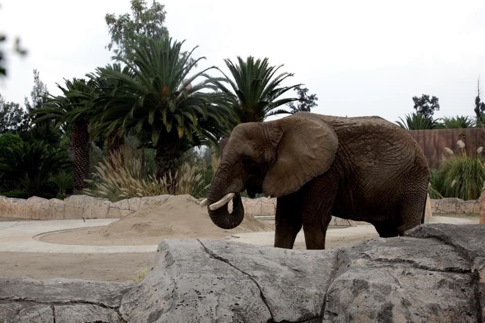 Ante el riesgo de que perdiera totalmente la pieza, un colmillo de la elefanta Ely, que habita en el Zoológico de Aragón, tuvo que ser recortado, informó la Sedema.