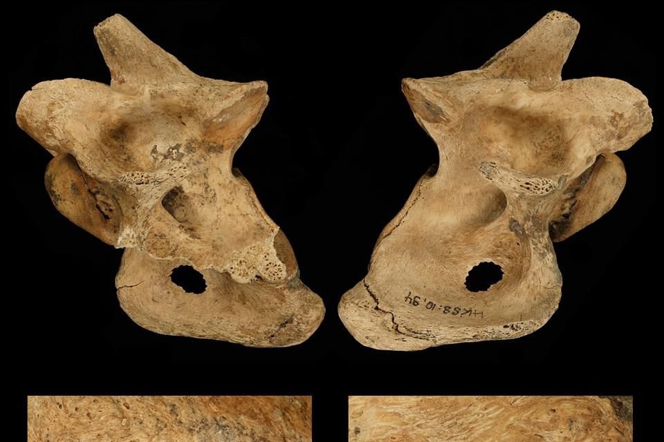 Vista frontal y posterior de una lesión de caza en una vértebra cervical de un gamo extinto, asesinado por los neandertales hace 120 mil años a la orilla del lago cerca de la actual Halle (Alemania).