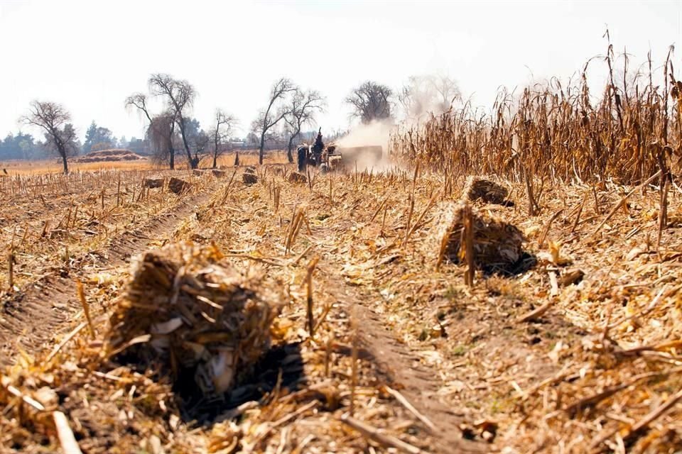 El valor de la producción de granos y oleaginosas se estima en 9.6 mil millones de dólares, este año.