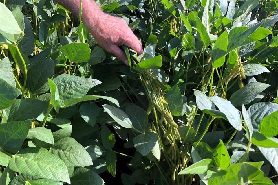 China está trabajando para eliminar los aranceles resultantes de la guerra comercial sobre la soja y el cerdo.