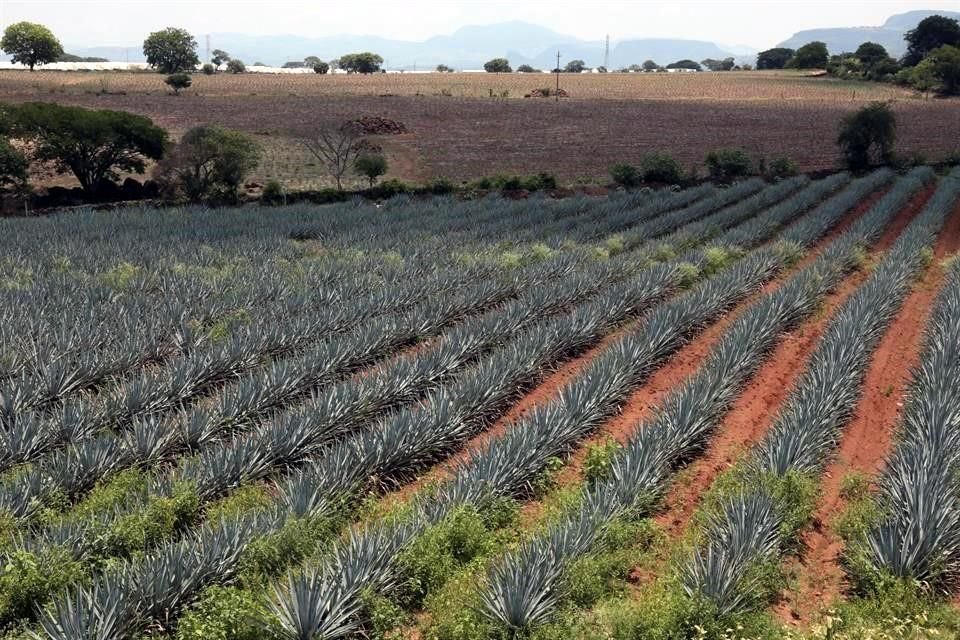La agrupación tiene como objetivo cuidar la tierra, con estudios de suelo y el empleo de fertilizantes orgánicos.